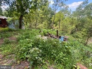 Overgrown portion of the parcel at 90 Hilldale Road